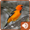 Oriole Bird Sounds APK