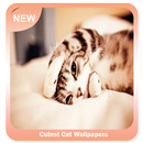 Cutest Cat Wallpapers-APK