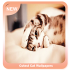 Cutest Cat Wallpapers biểu tượng