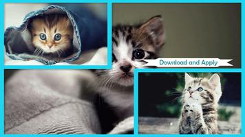 Cutest Cat Wallpapers Poster