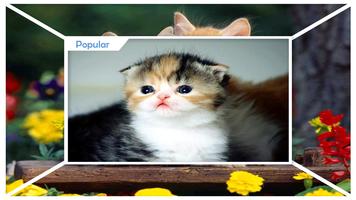 Cutest Cat Wallpapers capture d'écran 1