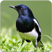 Oriental Magpie Robin Bird Sounds : Robin Song