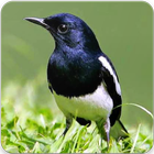 Oriental Magpie Robin Bird Sounds : Robin Song-icoon