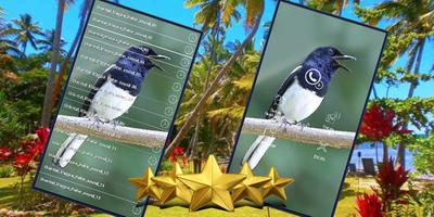 Oriental Magpie Robin Bird Sounds : Robin Song Ekran Görüntüsü 1