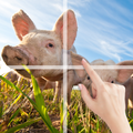 Puzzle Farm Animals