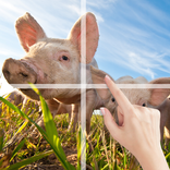 Puzzle Tiere auf dem Bauernhof