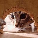 Catch The Mouse APK