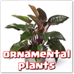 Ornamental plants