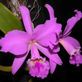 Orquideas Bonitas