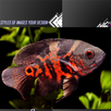 oscar fish APK