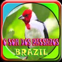 O som dos passaros do Brasil স্ক্রিনশট 1