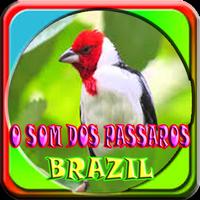 برنامه‌نما O som dos passaros do Brasil عکس از صفحه