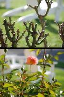 How To Prune Roses Affiche