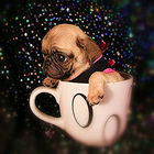 ikon Its a Pug life