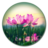 Lotus Live Wallpaper HD icon