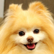 ”pomeranian wallpaper