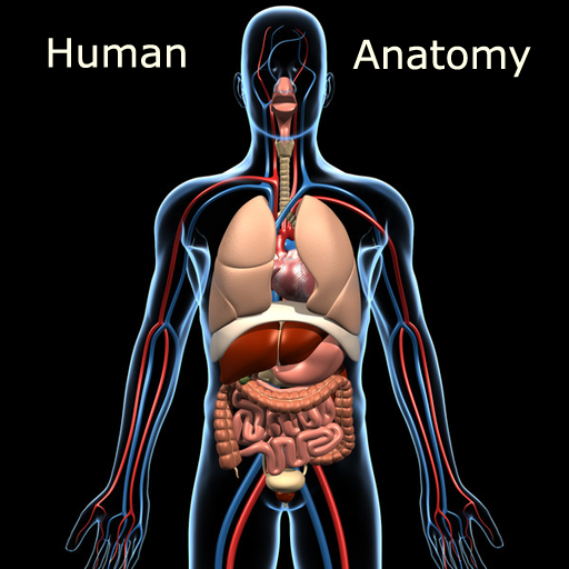 Human Anatomy