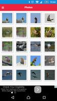 Birds of Europe ภาพหน้าจอ 3