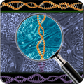 Stem Cell What is It?