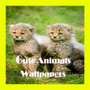 Cute Animals Wallpapers APK