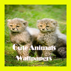 Cute Animals Wallpapers icône