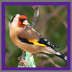 Birds sounds APK