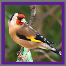 Birds sounds APK