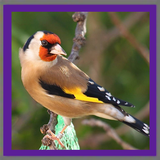 Top Chants Oiseaux ikona