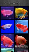 Arowana fish is gorgeous постер