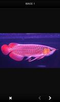 Arowana fish is gorgeous स्क्रीनशॉट 2
