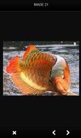 Arowana fish is gorgeous capture d'écran 3