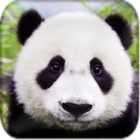 Cute Pandas wallpaper simgesi