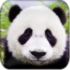 Cute Pandas wallpaper ikona