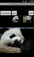 Cute Pandas wallpaper Poster