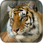 Tiger Wallpaper icono