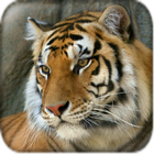 Tiger Wallpaper icon