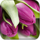 Beautiful Tulips icône