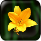 Lily Wallpaper أيقونة