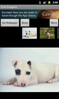 Cute Puppies Wallpaper 海报