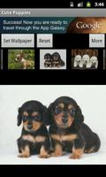 Cute Puppies Wallpaper 截图 2