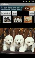 3 Schermata Cute Puppies Wallpaper