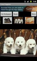 Cute Puppies Wallpaper capture d'écran 3