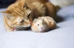 Amante do gato & Hamster imagem de tela 1