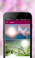 Bird Photo Frame 截圖 1