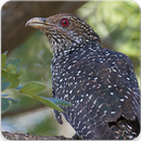 Common Koel Bird Sound : Eastern Common Koel Song APK