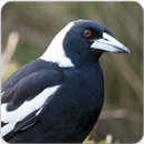 Australian Magpie Bird Song : Magpie Bird Sounds APK