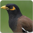 Common Myna Sound : Common Myna Bird Song