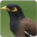 Common Myna Sound : Common Myna Bird Song APK