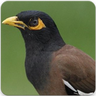 Common Myna Sound : Common Myna Bird Song-icoon