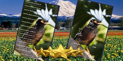 Common Myna Sound : Common Myna Bird Song screenshot 1